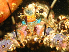 Panulirus ornatus