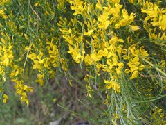Genista cinerascens