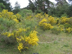 Genista cinerascens