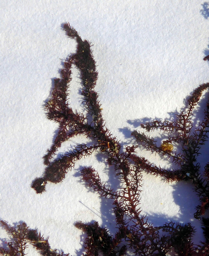 Dasyclonium
