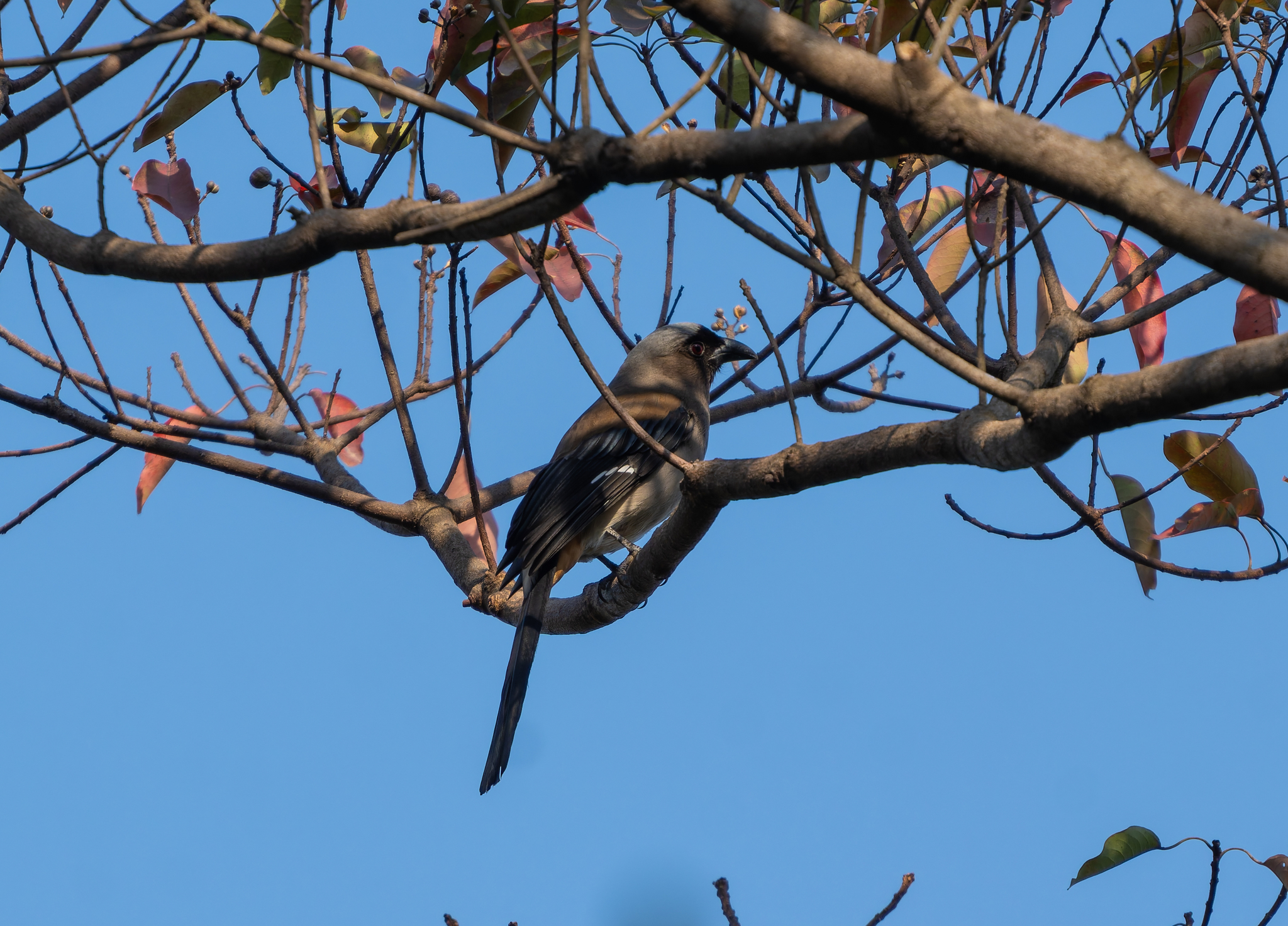 Grey Treepie