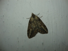 Chesias isabella