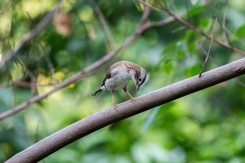 Indochinese Yuhina (Staphida torqueola), photo 7