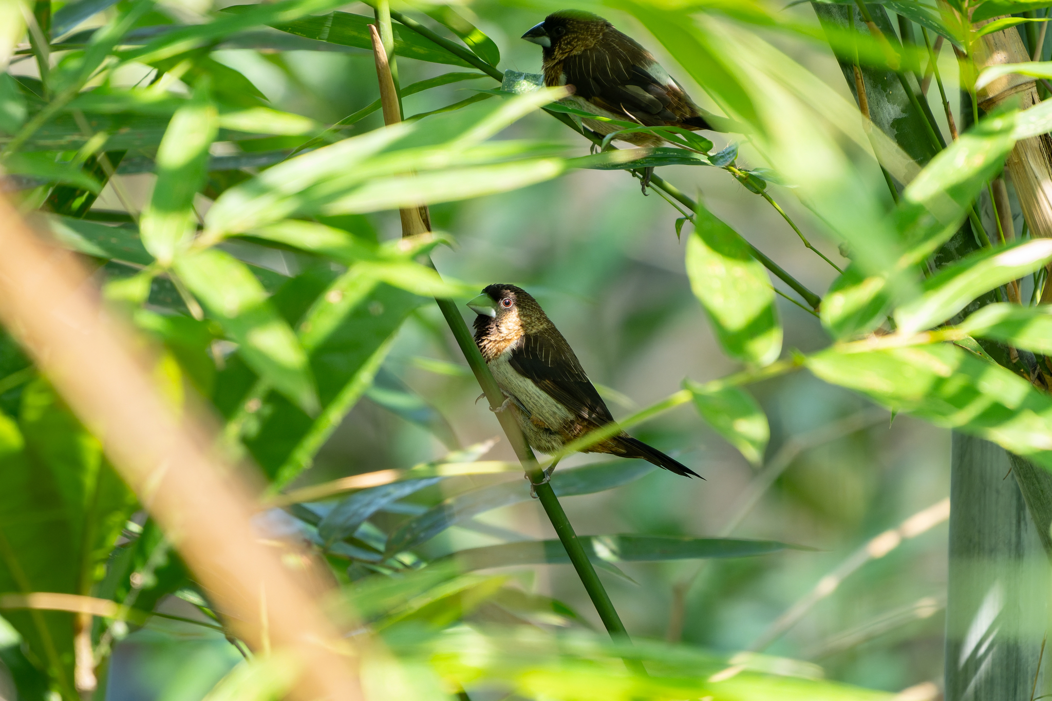 White-rumped Munia