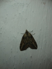 Chesias isabella