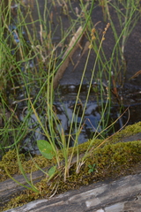 Carex lapponica