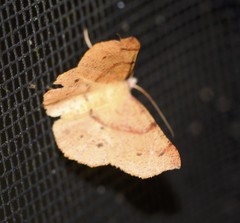Rhinodia rostraria