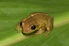 Dendropsophus columbianus