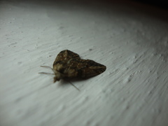 Chesias isabella