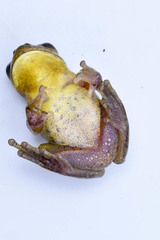 Dendropsophus columbianus