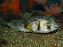 Dicotylichthys punctulatus