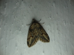 Chesias isabella