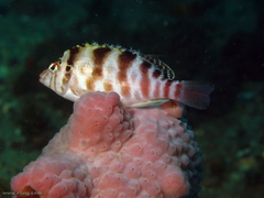 Cirrhitichthys aprinus