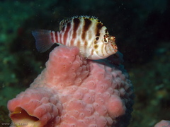 Cirrhitichthys aprinus