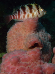 Cirrhitichthys aprinus