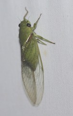 Glaucopsaltria viridis