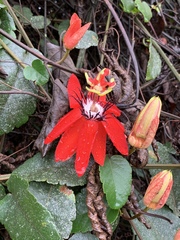 Passiflora miniata image