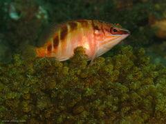 Hypoplectrodes maccullochi