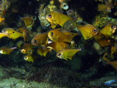 Pempheris affinis