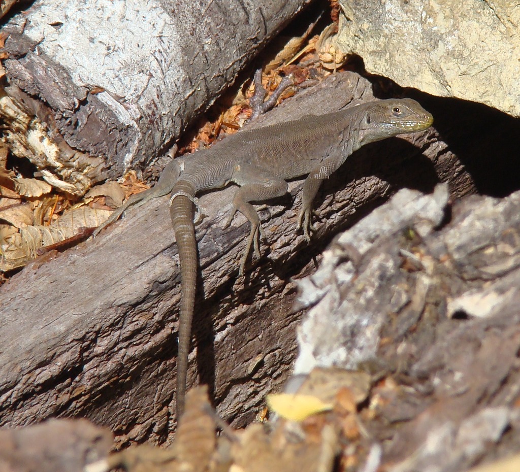 Janequeo's Lizard