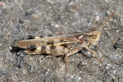 Platypygius crassus