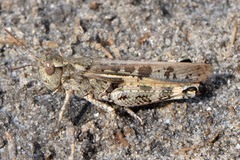 Platypygius crassus