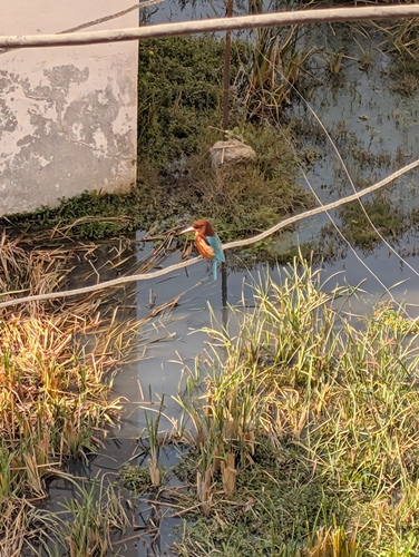 White-throated Kingfisher