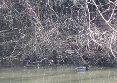 Anas platyrhynchos
