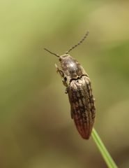 Actenicerus siaelandicus