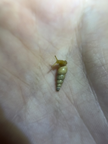 Subulina octona observed 2025-12-27