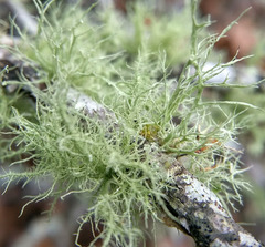 Ramalina peruviana