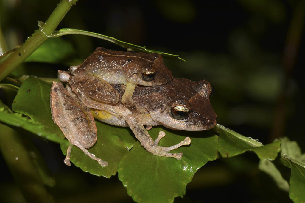 Palmer's Robber Frog
