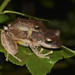 Palmer's Robber Frog - Photo (c) Daniel Bocanumenth E., some rights reserved (CC BY-NC-SA), uploaded by Daniel Bocanumenth E.