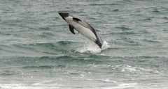 Sagmatias australis