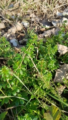 Galium mollugo