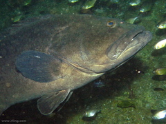 Epinephelus daemelii