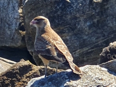 Daptrius chimango