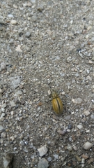 Naupactus verecundus