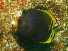 Chaetodon flavirostris