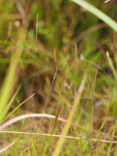 Dimeria ornithopoda observed 2025-10-13