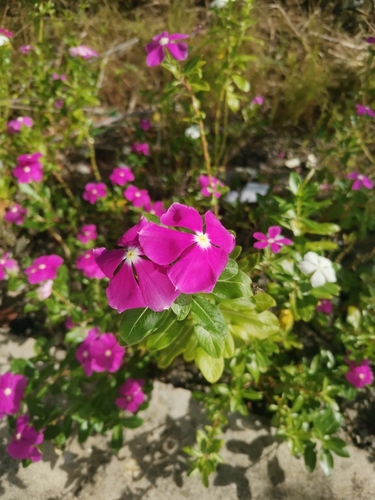 Madagascar Periwinkle