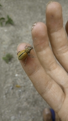 Naupactus verecundus