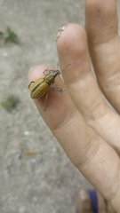 Naupactus verecundus