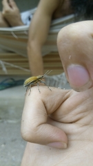 Naupactus verecundus