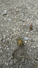 Naupactus verecundus