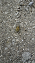 Naupactus verecundus