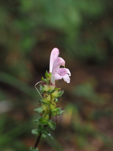 Pedicularis gloriosa iNat (1)