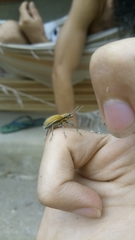 Naupactus verecundus