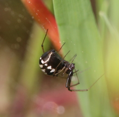 Microlinyphia sterilis