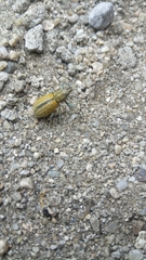 Naupactus verecundus